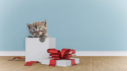 Kitten in the gift box