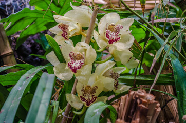 Obraz premium Flowers Orchid