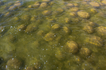 Rare colony of 6 kilometre long thrombolite living rocks calcium carbonate accreted structures in shallow water, 3.5 billion years old seen from the board walk at Lake Clifton  ,Western Australia  .