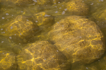 Rare colony of 6 kilometre long thrombolite living rocks calcium carbonate accreted structures in shallow water, 3.5 billion years old seen from the board walk at Lake Clifton  ,Western Australia  .