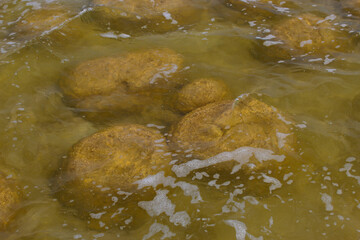 Rare colony of 6 kilometre long thrombolite living rocks calcium carbonate accreted structures in shallow water, 3.5 billion years old seen from the board walk at Lake Clifton  ,Western Australia  .