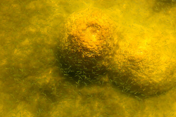 Rare colony of 6 kilometre long thrombolite living rocks calcium carbonate accreted structures in shallow water, 3.5 billion years old seen from the board walk at Lake Clifton  ,Western Australia  .