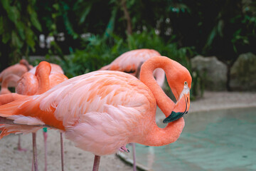 flamingo