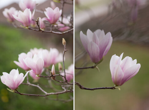 the collage of two pictures of the blooming magnolia flowers outdoor over uneven background of surroundings