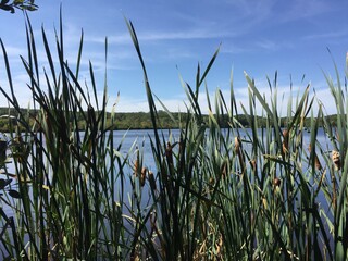 View of the lake through cat tails in Governor John Notte Memorial Park, North Providence Rhode Island RI Wildlife Wenscott Reservoir  USA © Frank