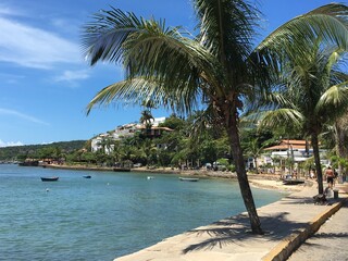 boardwalk with palm trees near the beach
