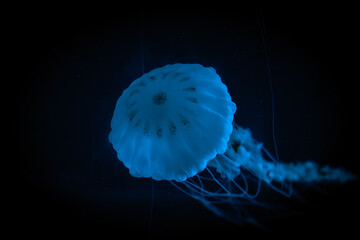 jellyfish 