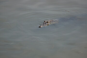 Crocodile waiting to ambush the prey