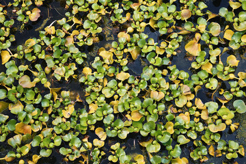 There are water plants with small green leaves in the pond. Natural background.