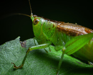 Extreme macro closeup of a grasshopper on a leaf