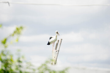 Fototapeta premium Bird perched at the electric pole