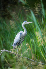 A wild heron sits on a branch. In the background, the natural vegetation on a body of water can be seen.