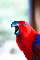 arara de estimação vermelha e azul