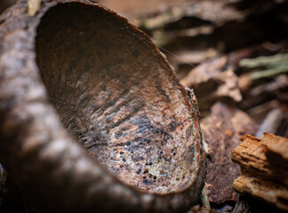 Macro closeup of the top of an acorn on a forest floor