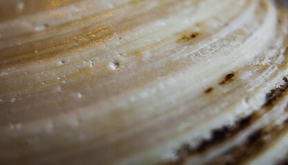 close up of a sea shell