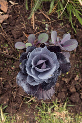 Organic food. Closeup view of a red cabbage plant growing in the  garden orchard. 