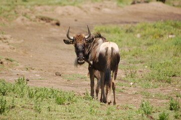 antelope in the wild