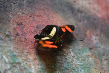 red admiral butterfly
