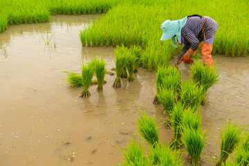 Farmers are preparing rice varieties for planting.Farming in the countryside.Farming on the ground.Transplanting rice seedlings for planting.