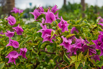Beautiful green plants with raindrops