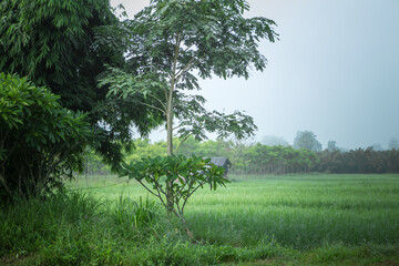 Fototapeta na wymiar Thai green rice fields view And the surrounding trees