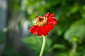 Red chrysanthemum flower blurred background