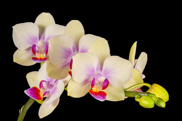 Fototapeta na wymiar White Orchid Flowers with Buds on Black Background