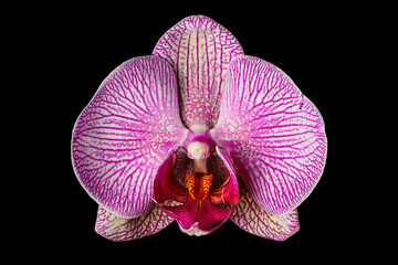 Single Pink Orchid Flower isolated on Black Background.
