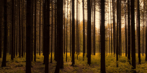 Silhouettes of tall straight slender trunks of conifers in backlit. Foliage on the bushes and on the background.  No people. Warm tints.