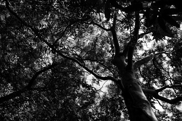 Ant view among Guatemalan forest, view to the sky in black and white.