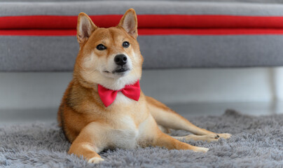 Shiba Inu Japanese dog with tie bowtie red on the carpet near sofa in living room. Pet Lover concept. animal portrait with copy space