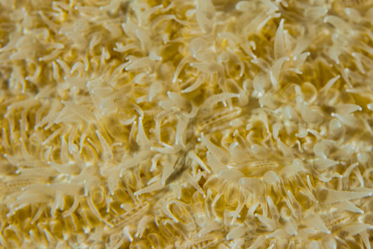 A closeup shot of sonty coral ayt night with its polyps out