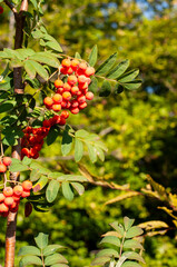 red berries of a mountain ash at a branch