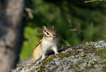 cute Chipmunk sitting on a rock on a green background