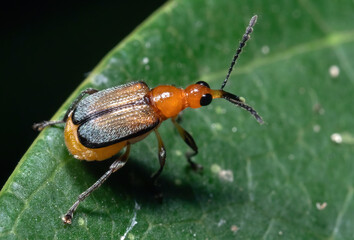 Macro Photo of Orange Weevil on Green Leaf