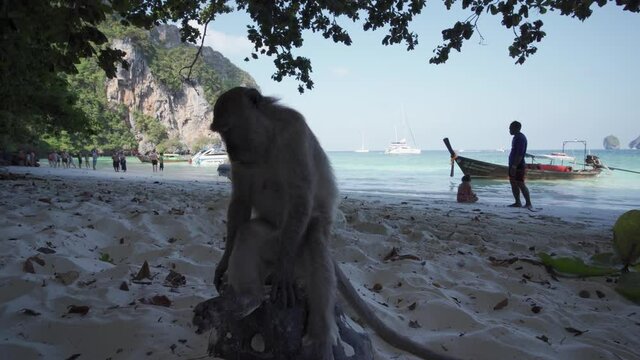 Monkey at Yong Kasem beach (Monkey Beach) at Christmas, Phi Phi Don Island