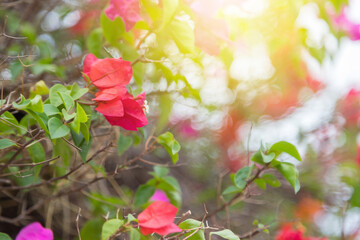 blooming bougainvillea flowers natural