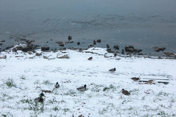 Obraz premium Kazimierz Dolny