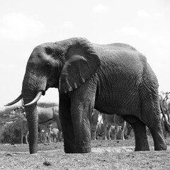 A close up of a large Elephant (Loxodonta africana) in Kenya. Black and White.