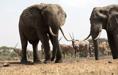 A close up of a two large Elephants (Loxodonta africana) in Kenya.	