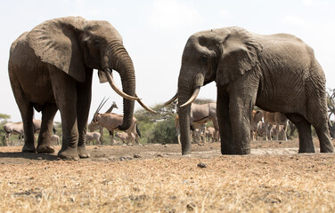 Fototapeta premium A close up of a two large Elephants (Loxodonta africana) in Kenya. 