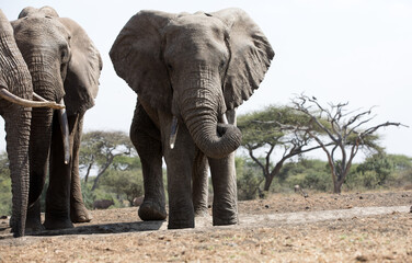 A close up of a three large Elephants (Loxodonta africana) in Kenya.	