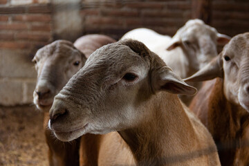 sheep farm in a close-up