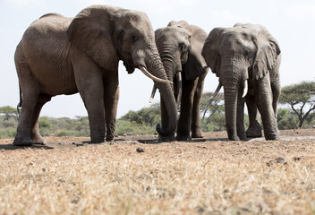 A close up of a three large Elephants (Loxodonta africana) in Kenya.	