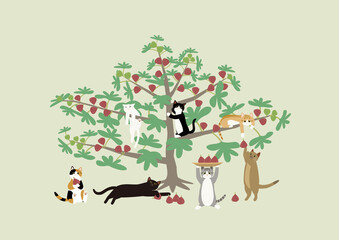 猫とイチジクの木　イチジクの実を取るための木登り　白ちゃんあわや尻尾ダラーン