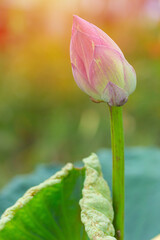 Pink lotus bud blooming nature background
