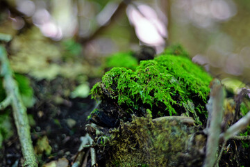 moss on the tree