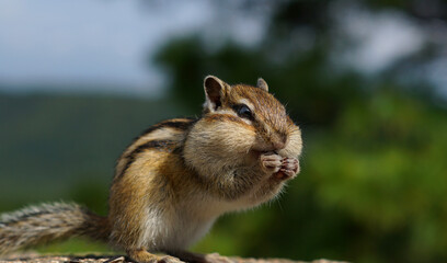 portrait of a Chipmunk with big cheeks against a background of green trees