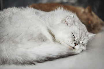 Naklejka na ściany i meble The cat of white coloring British breed sleeps on a white background