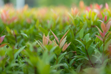 Tree tops and green nature